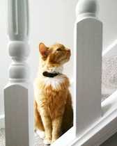 Fat cat slim