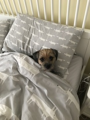 July book of the month: Why Mummy Swears by Gill Sims - Read and join the discussion and author webchat on Weds 5 September, 9pm.