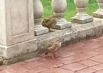 Swagger Inn 157 - Take me dancing naked in the rain.... I wish