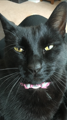 Happy Black Cats Appreciation day!