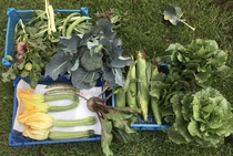 Allotment?Veg Patch Thread 13! Are we weathering the weather?