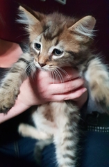 New kitten! (With pics)