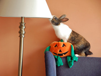 Show me your bunny set ups!