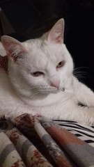 Happy International Cat Day!