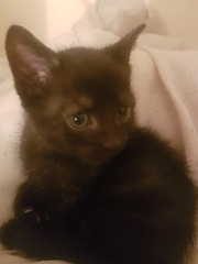To think my new kitten is far too Cute?