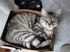 What's your DCat up to today? (Thread 7!)