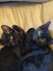 Happy Black Cats Appreciation day!