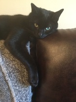 Happy International Cat Day!