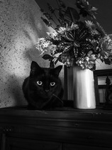 To ask on this dreary bank holiday Monday for your pet photos?