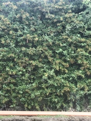 Root preservation - help!