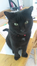 To get a cat without a cat flap?