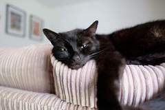 Happy Black Cats Appreciation day!