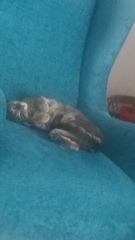 Biting, clawing, squeaky 1 and a half years old cat - what is going on with him?