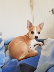 Is my dog the cutest??