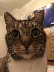 Tabby appreciation thread (with pics)