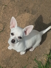 Is my dog the cutest??