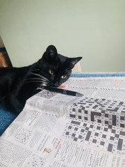 Happy Black Cats Appreciation day!