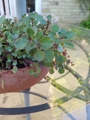 Plant id help please