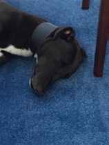 To think Mumsnet don’t approve of any dog?