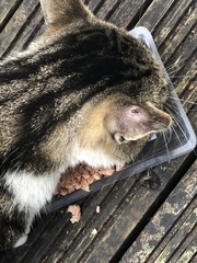 Animal advice needed