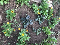Allotment/Veg Patch Thread 12! Plotmenters hoping for better weather