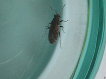 To ask for help to identify this insect - I'm freaking out!