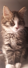 Tabby appreciation thread (with pics)