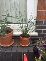 Can anybody please identify these plants ?