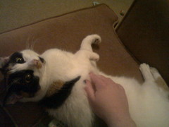 Getting A New Rescue Cat, Excited!