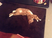 Help naming new ginger kitten