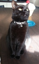 Happy Black Cats Appreciation day!