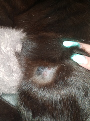 Can anyone advise what this could be on kittens leg?