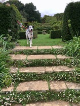 To ask on this dreary bank holiday Monday for your pet photos?