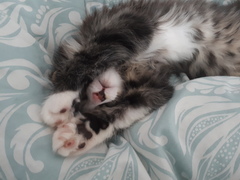 Tabby appreciation thread (with pics)