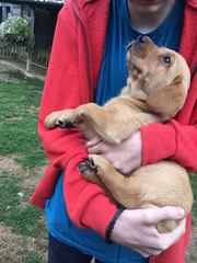 Lab puppy coming home at the weekend! What have we forgotten?