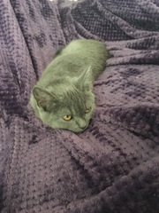 Names for cats