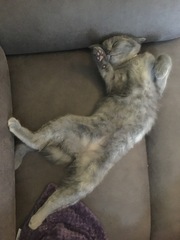 Names for cats