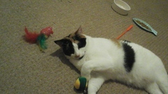 Getting A New Rescue Cat, Excited!