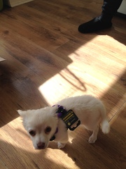 General Dog Chat Part III