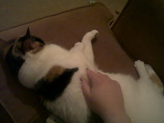 Getting A New Rescue Cat, Excited!
