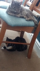 Biting, clawing, squeaky 1 and a half years old cat - what is going on with him?