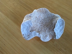 Bone found on beach- anyone ID it?