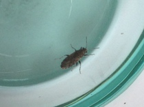 To ask for help to identify this insect - I'm freaking out!