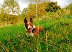 Is my dog the cutest??