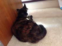 Home invasions! Cat flap recommendations sought.