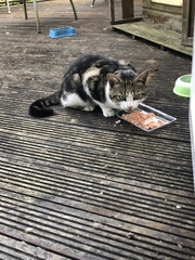 Animal advice needed