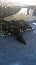 To think Mumsnet don’t approve of any dog?