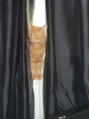 To not to have expected these furry visitors (light hearted)