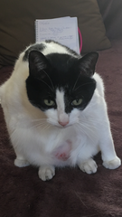 My cat is itching - any idea ? Photo included