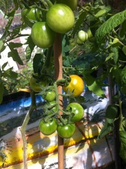 Allotment?Veg Patch Thread 13! Are we weathering the weather?
